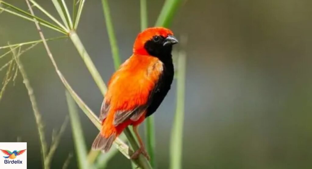  Zanzibar Red Bishop
