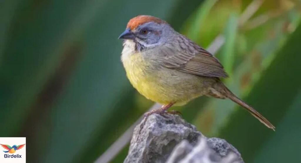 zapata-sparrow