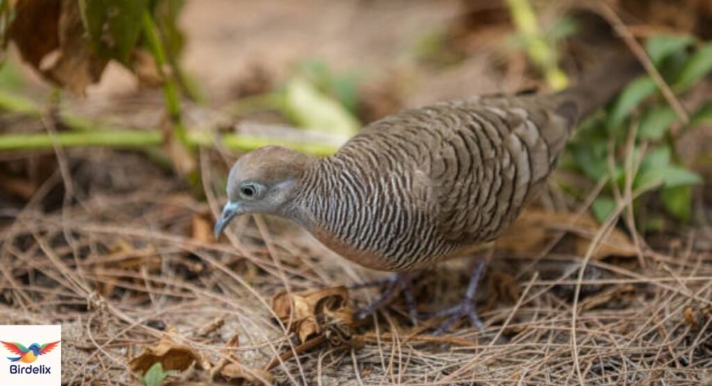 Zebra Dove