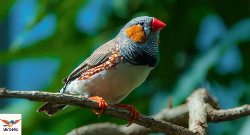 Zebra Finch