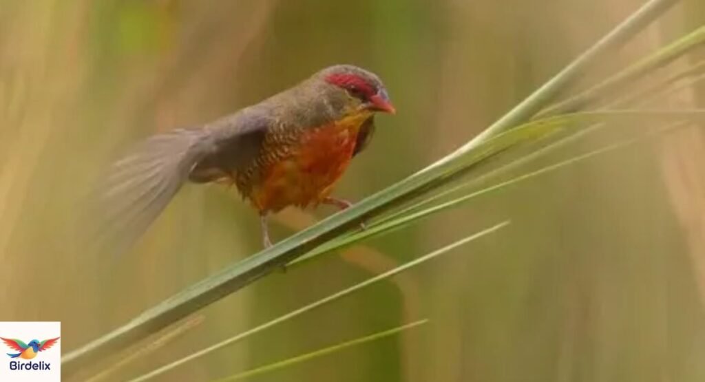 Zebra Waxbill