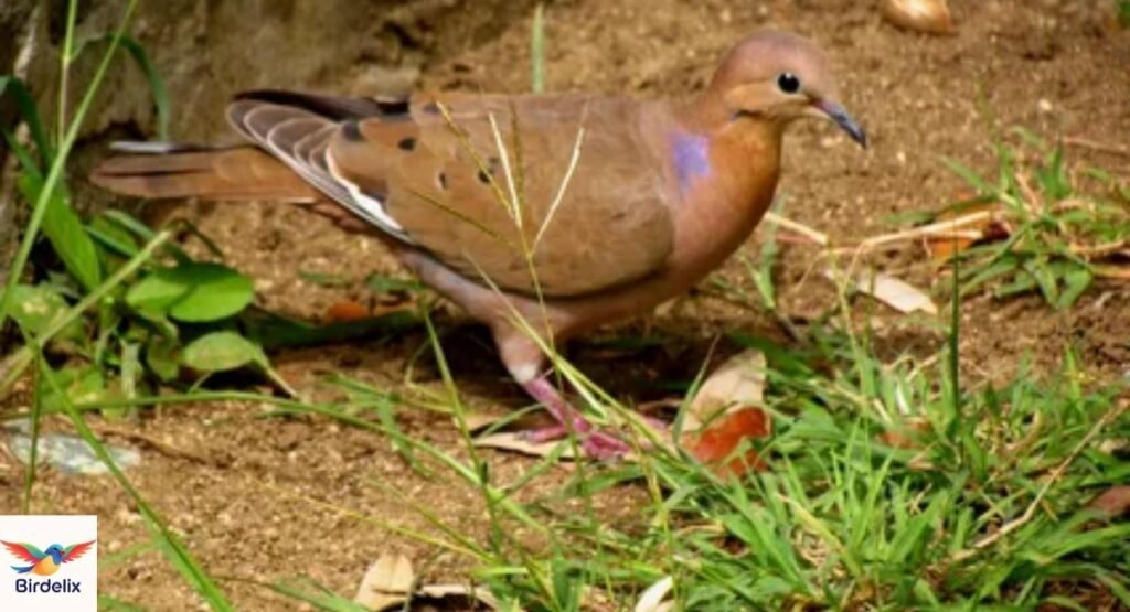 Zenaida Dove