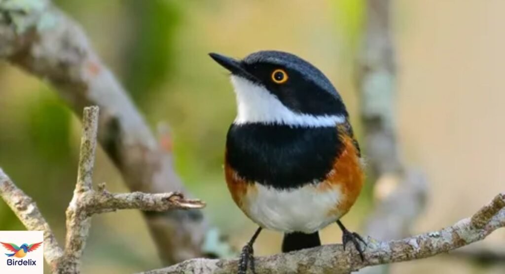 Zimbabwe Batis
