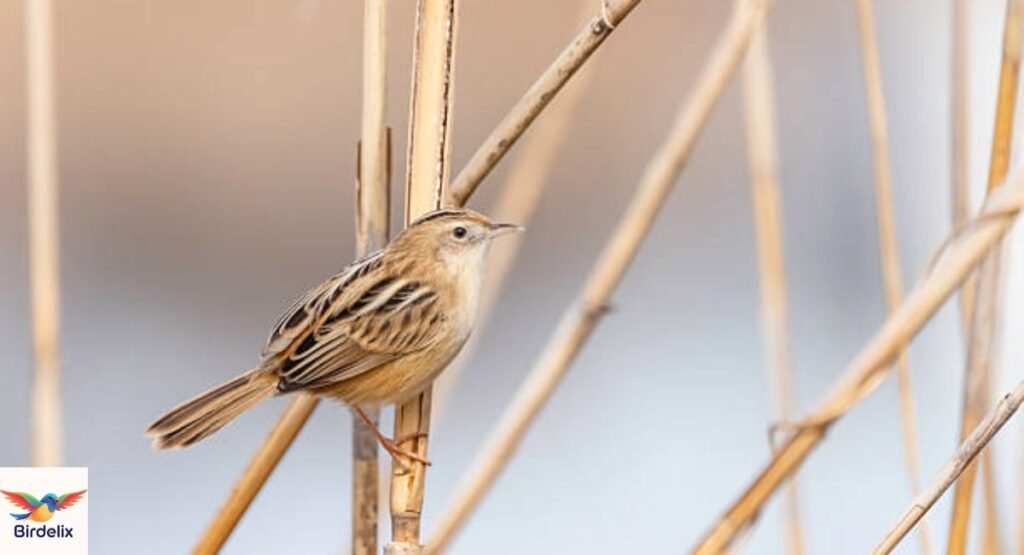 Zitting Cisticola
