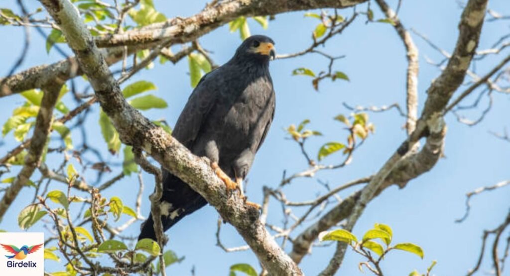  Zone-tailed Hawk