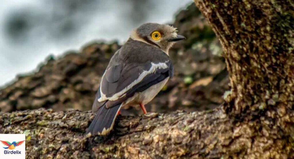Zulu Helmetshrike