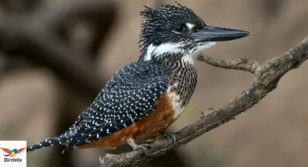Zulu Kingfisher