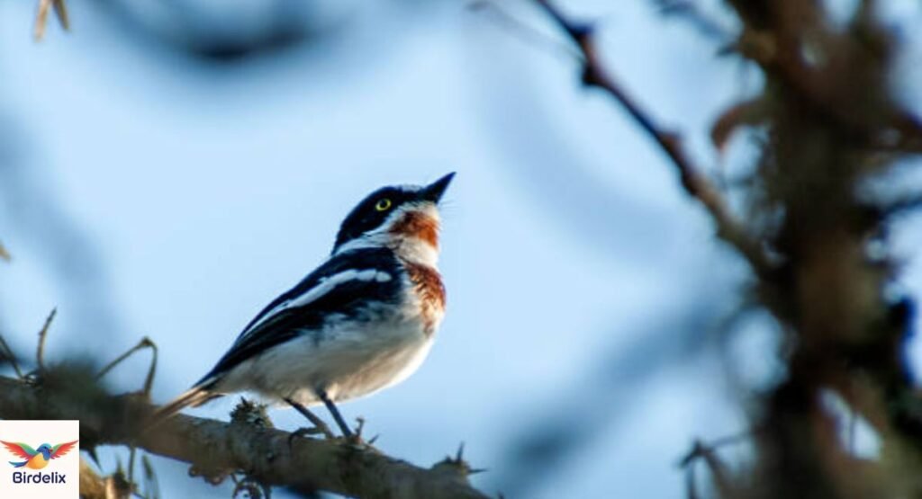 Zululand Batis