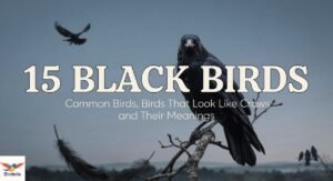 15 Black Birds: Common Birds, Birds That Look Like Crows and Their Meanings