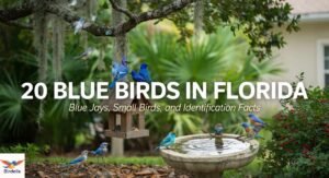 20 Blue Birds in Florida: Blue Jays, Small Birds, and Identification Facts