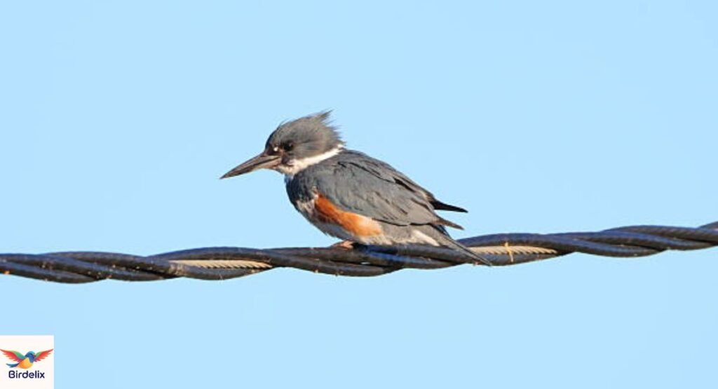 Belted Kingfisher