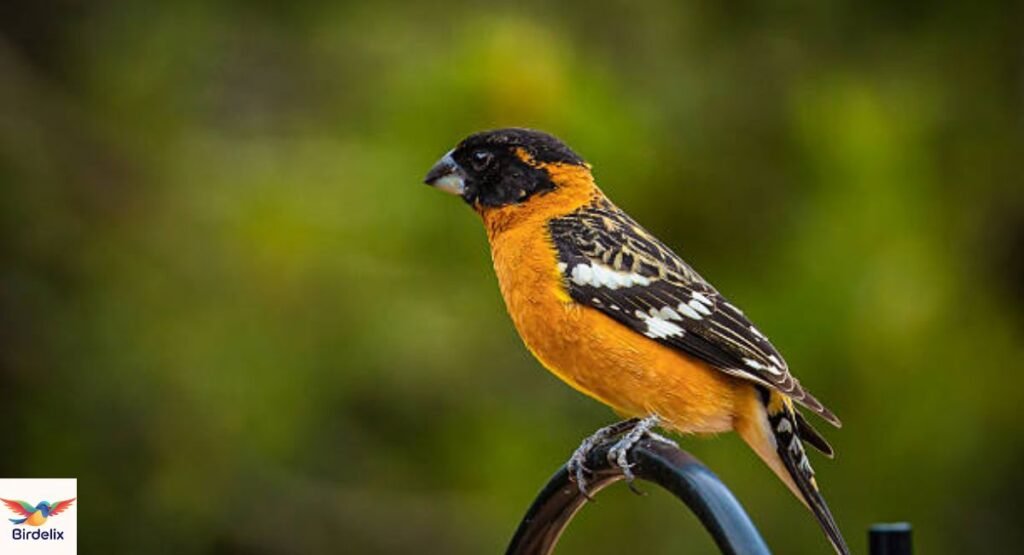 Black-Headed Grosbeak