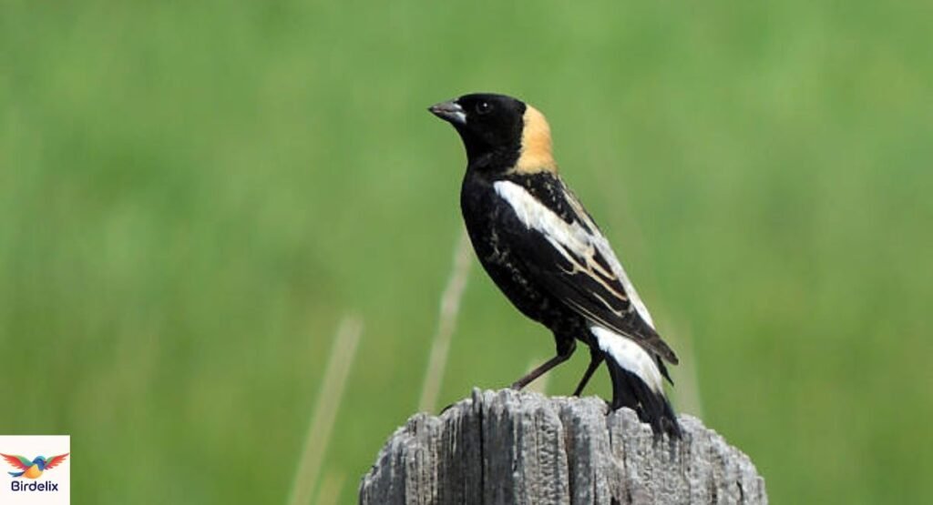 Bobolink