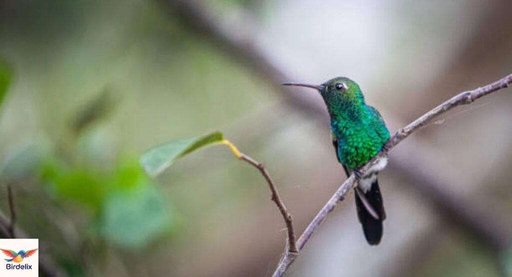 cuban-emerald