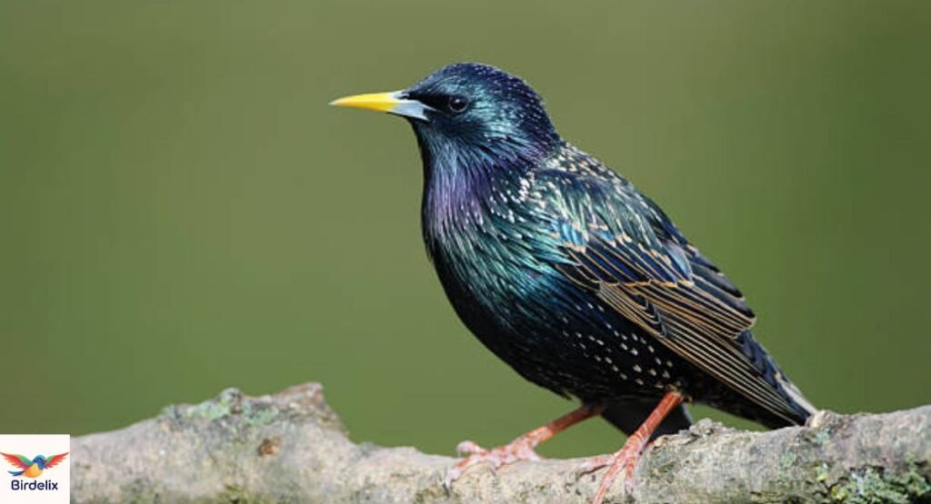european-starling