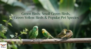 Green Birds: 15 Small Green Birds, Green-Yellow Birds & Popular Pet Species