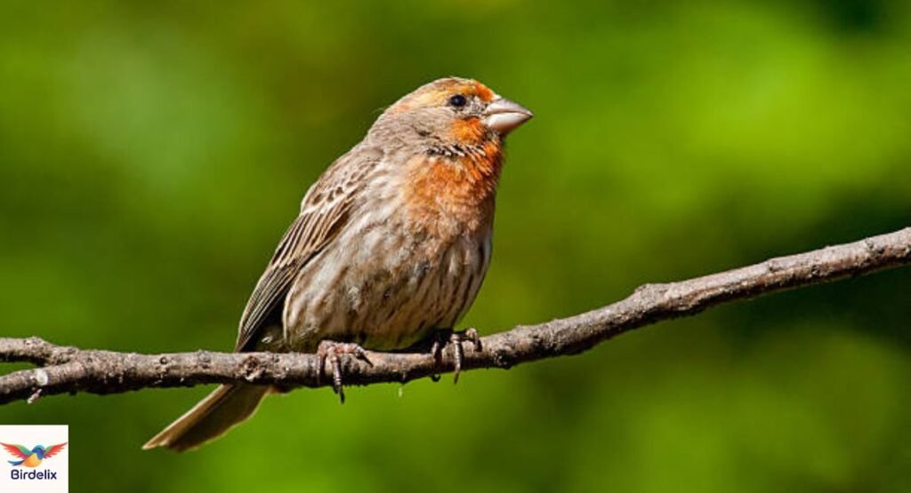 House Finch
