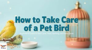 How to Take Care of a Pet Bird: Beginner’s Guide to Bird Care, Food, Bathing, and Baby Birds