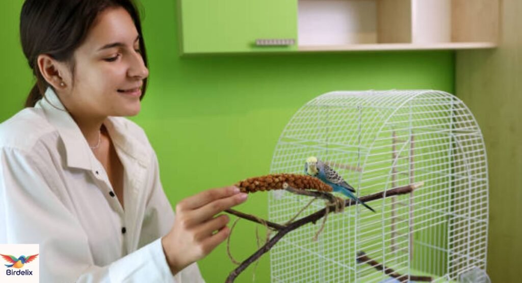 How to Take Care of a Pet Bird for Beginners