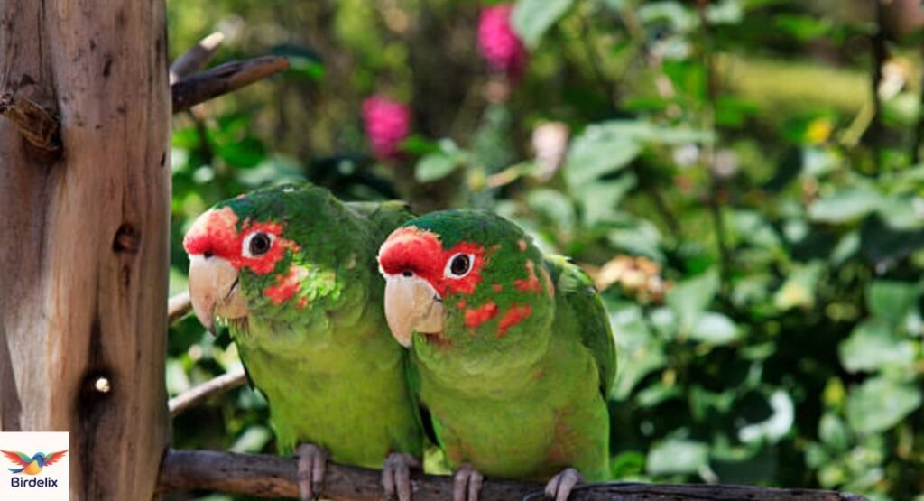 Mitred Parakeet