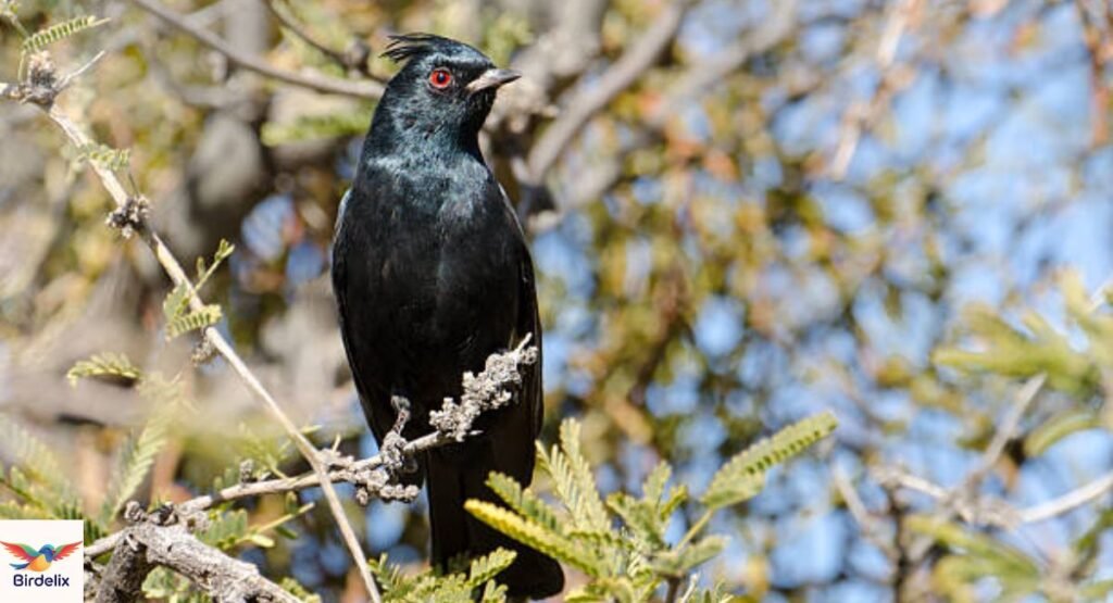 Phainopepla
