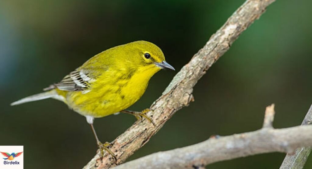 Pine Warbler