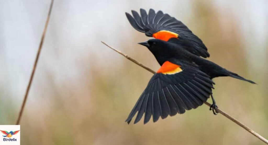 Red-Winged Blackbird