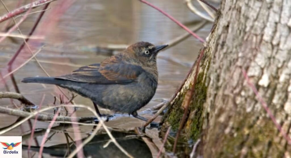 Rusty Blackbird