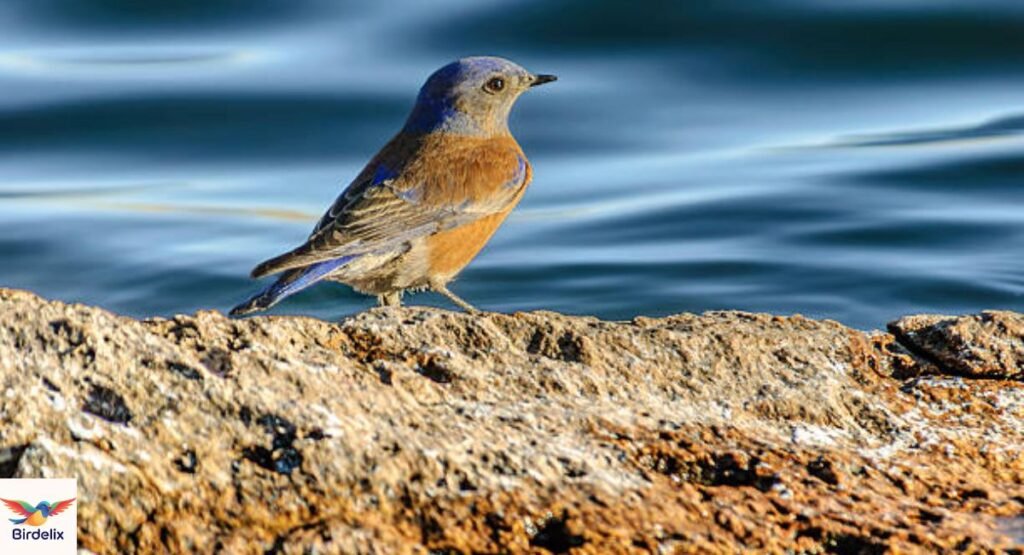 Western Bluebird