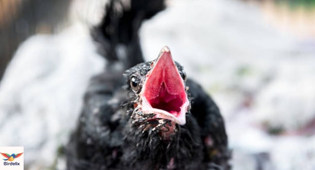 What to Do if a Bird Is Overheating