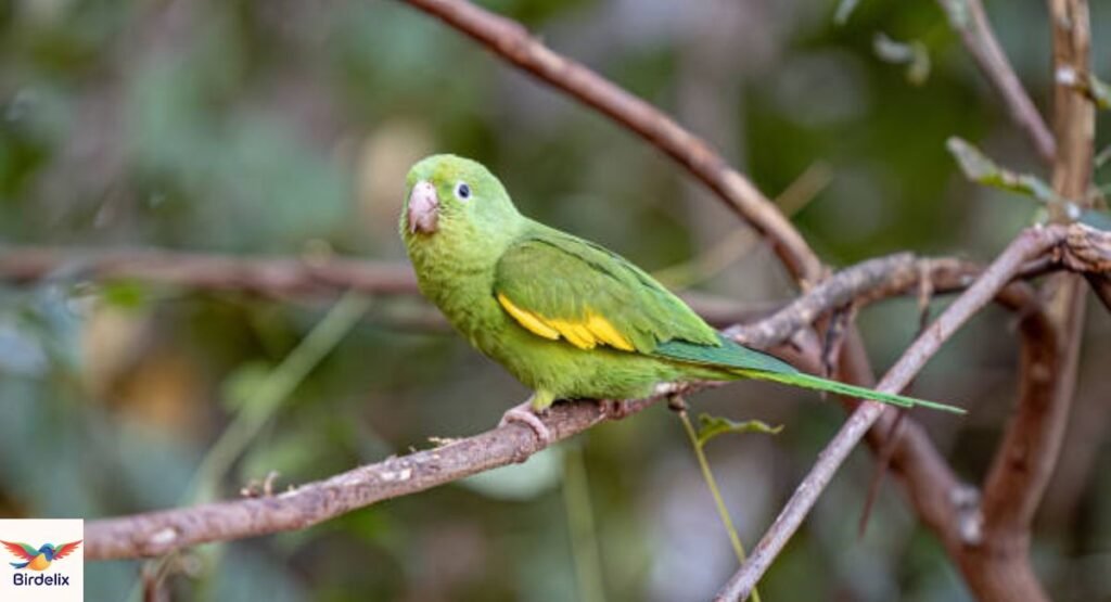 yellow-chevroned-parakeet